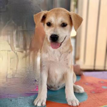 Story -  Mixed Breed Dog for Adoption in New York, New York - Story | PetCurious