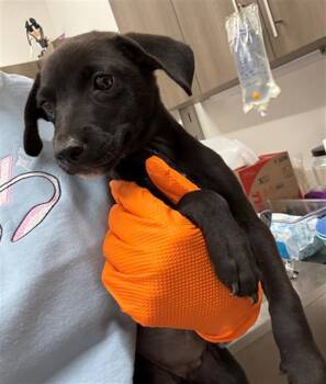 LILY ROSE -  Pit Bull Terrier Dog for Adoption in Baytown, Texas - LILY ROSE | PetCurious