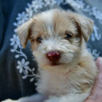 Tuff -  Miniature Poodle and Australian Shepherd Dog for Adoption in Normal, Illinois - Tuff | PetCurious