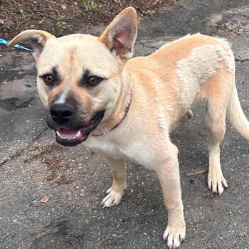 Tahoe -  Akita and American Bulldog Dog for Adoption in Edmonton, Alberta - Tahoe | PetCurious