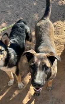 Rescue Belgian Shepherd Malinois Dogs for Adoption in Norco, California - MILO | PetCurious