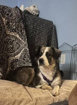 Millie -  Australian Shepherd Dog for Adoption - Millie | PetCurious
