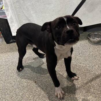 IVHS-Stray-139708 -  Pit Bull Terrier and Boston Terrier Dog for Adoption in San Gabriel, California - IVHS-Stray-139708 | PetCurious