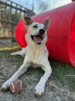Chrissy -  Australian Cattle Dog Blue Heeler Dog for Adoption in Colleyville, Texas - Chrissy | PetCurious