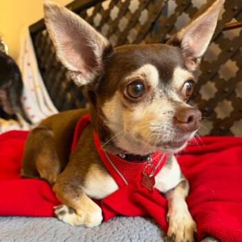 King Lear 14502 -  Chihuahua Dog for Adoption in San Francisco, California - King Lear 14502 | PetCurious