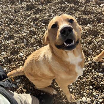 Yellow Labrador Retriever and Golden Retriever Dogs Available for Adoption - Josh | PetCurious