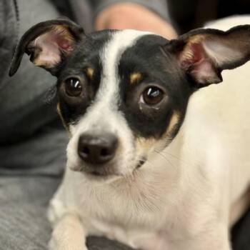 Birdie -  Rat Terrier Dog for Adoption in Cranford, New Jersey - Birdie | PetCurious