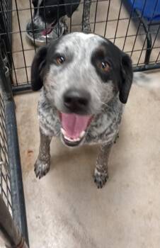 Rescue Australian Cattle Dog Blue Heeler and Labrador Retriever Dogs for Adoption in Blue Earth, Minnesota - Spot | PetCurious