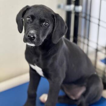 Black Labrador Retriever and Mixed Breed Dogs Available for Adoption in Bradenton, Florida - Sissy | PetCurious