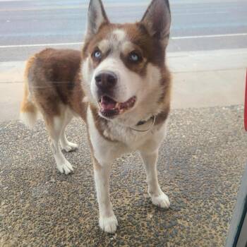 Rescue Husky Dogs for Adoption in West Milwaukee, Wisconsin - Haitchi $400 | PetCurious