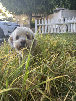 Rescue Cockapoo Dogs for Adoption in Jamestown, California - Jake | PetCurious