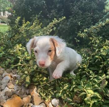 Gauge -  Dachshund Dog for Adoption in Blue Springs, Missouri - Gauge | PetCurious
