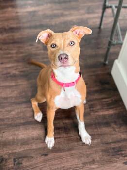 Mya -  Mixed Breed Dog for Adoption in Highland, New York - Mya | PetCurious