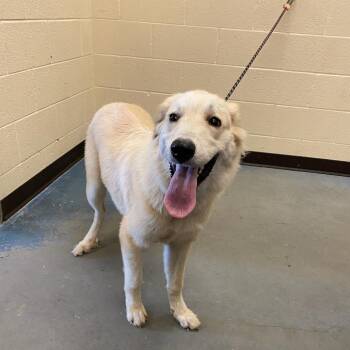 NatNat -  Mixed Breed Dog for Adoption in Memphis, Tennessee - NatNat | PetCurious