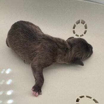 Mixed Breed Dogs Available for Adoption in Columbus, Georgia - Ethan 9840 | PetCurious