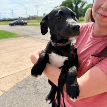 Steven -  Mixed Breed Dog for Adoption in Buffalo, Minnesota - Steven | PetCurious