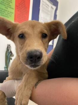 Peaches - URGENT -  Shepherd Dog for Adoption in Thousand Oaks, California - Peaches - URGENT | PetCurious
