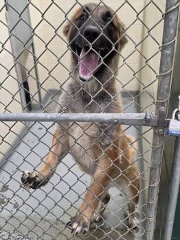 MISKA -  German Shepherd Dog and Mixed Breed Dog for Adoption in Anchorage, Alaska - MISKA | PetCurious