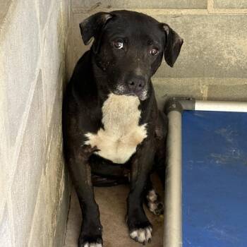 TUSC-Stray-84658 -  Pit Bull Terrier and Mixed Breed Dog for Adoption in Tuscaloosa, Alabama - TUSC-Stray-84658 | PetCurious