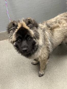 MATIAS -  Akita Dog for Adoption in Las Vegas, Nevada - MATIAS | PetCurious