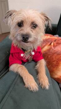 Terrier and Chihuahua Dogs Available for Adoption - Mazzy | PetCurious