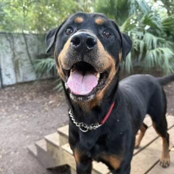 Ron Jon -  Rottweiler Dog for Adoption in Charleston, South Carolina - Ron Jon | PetCurious