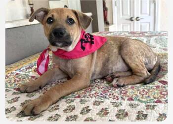 Rescue Shepherd Dogs for Adoption in Columbia, Maryland - Kimble Cs | PetCurious