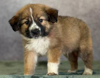 Great Pyrenees and Mixed Breed Dogs Available for Adoption in Warren, Michigan - Widget | PetCurious