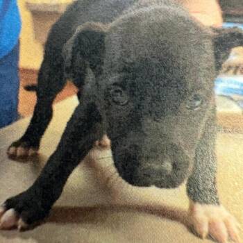 Black Labrador Retriever and Shepherd Dogs Available for Adoption in Royse City, Texas - Male 2 | PetCurious