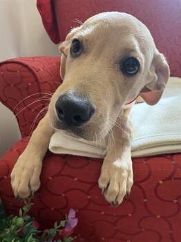 BRINKLEY -  Labrador Retriever and Mixed Breed Dog for Adoption in Brewster, Massachusetts - BRINKLEY | PetCurious
