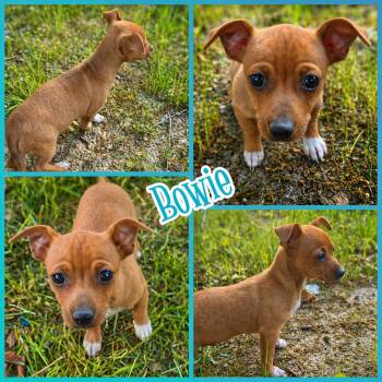 Chiweenie Dogs Available for Adoption in Blacksburg, South Carolina - Bowie | PetCurious