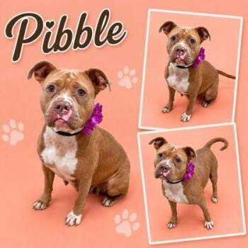 Pibble -  Pit Bull Terrier and Mixed Breed Dog for Adoption in Seagoville, Texas - Pibble | PetCurious
