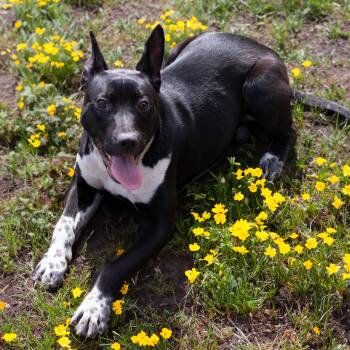 Border Collie and Rat Terrier Dogs Available for Adoption in Athens, Alabama - Matilda | PetCurious