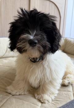 Thelma -  Shih Tzu and Bichon Frise Dog for Adoption in Overland Park, Kansas - Thelma | PetCurious