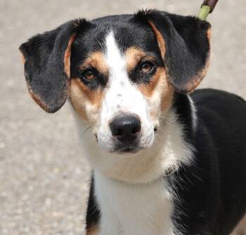 Mixed Breed Dogs Available for Adoption in Millfield, Ohio - Fisher | PetCurious