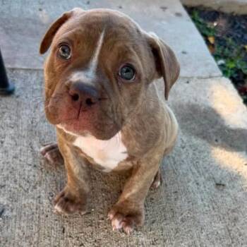 Caramel -  Pit Bull Terrier Dog for Adoption in Jarrettsville, Maryland - Caramel | PetCurious
