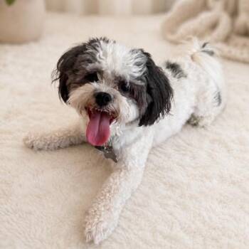 Oreo -  Shih Tzu and Bichon Frise Dog for Adoption in Palm Harbor, Florida - Oreo | PetCurious