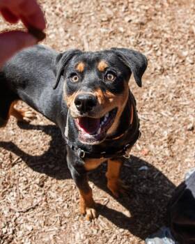 Uno -  Rottweiler Dog for Adoption in Coupeville, Washington - Uno | PetCurious