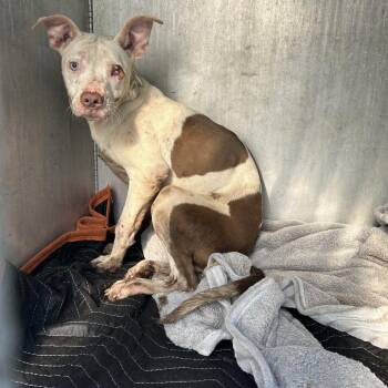 Icicle -  Pit Bull Terrier Dog for Adoption in Greensboro, North Carolina - Icicle | PetCurious