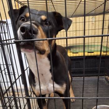 Rescue Mixed Breed Dogs for Adoption in South Houston, Texas - Buster 2025 | PetCurious