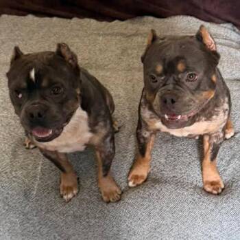 American Bulldog Dogs Available for Adoption in Grand Bay, Alabama - Rebel | PetCurious