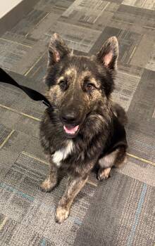 Rescue German Shepherd Dog Dogs for Adoption in Phoenix, Arizona - Dusty | PetCurious