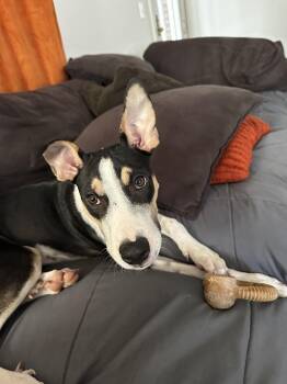 Kai "Cruz" -  Mixed Breed Dog for Adoption in Glen Rock, New Jersey - Kai "Cruz" | PetCurious
