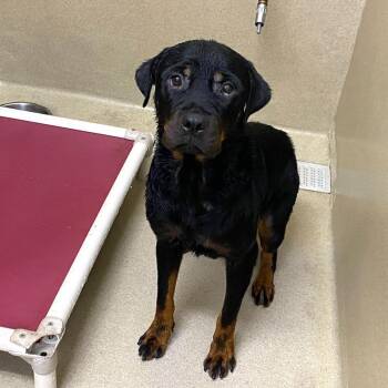 Trish -  Rottweiler Dog for Adoption in Monroe, Georgia - Trish | PetCurious