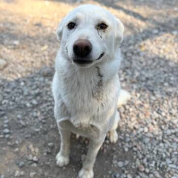 Alma -  White German Shepherd and Australian Shepherd Dog for Adoption in Sonoma, California - Alma | PetCurious