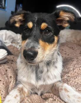 Rescue Australian Cattle Dog Blue Heeler Dogs for Adoption in Hoopa, California - Cowgirl | PetCurious