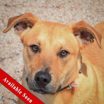 Yellow Labrador Retriever and Boxer Dogs Available for Adoption in Huntley, Illinois - Cassian | PetCurious