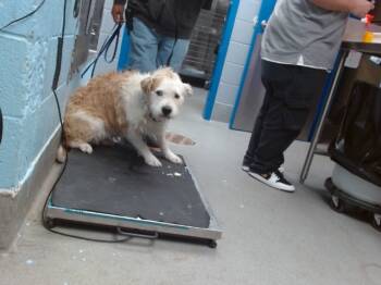 Rescue Pit Bull Terrier and Mixed Breed Dogs for Adoption in Albuquerque, New Mexico - TOM | PetCurious