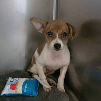 Waffles -  Chihuahua Dog for Adoption in Martinsburg, West Virginia - Waffles | PetCurious