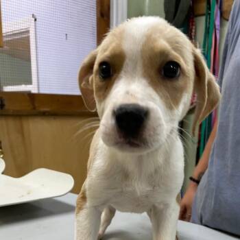 Rescue Mixed Breed Dogs for Adoption in Southampton, Pennsylvania - Autumn | PetCurious